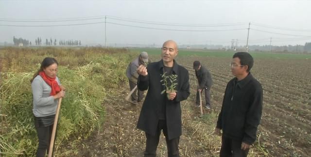 新泰：虫草参喜获丰收 药食两用前景好