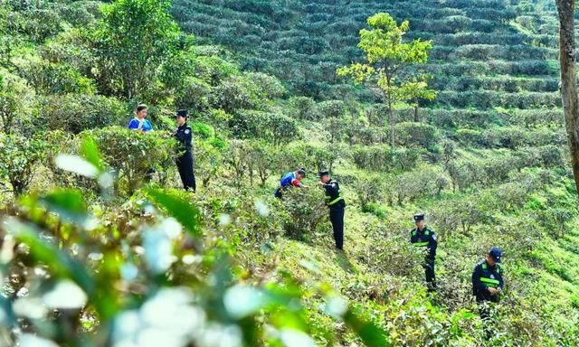浓茶、清茶、热茶的“戍边功效”
