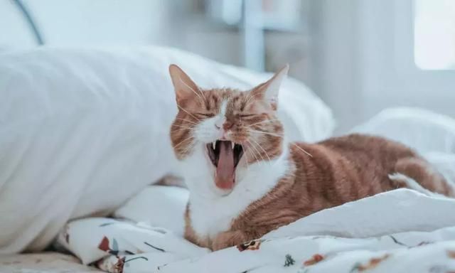 猫咪滴虫怎么治(猫咪得三毛滴虫)图1