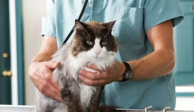 猫咪滴虫怎么治(猫咪得三毛滴虫)图7