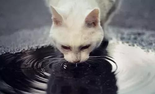 猫咪滴虫怎么治(猫咪得三毛滴虫)图8
