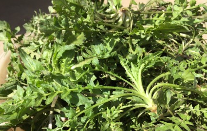 冬至时，别在做白菜馅饺子！用它做，比白菜更香，一顿50个还不够