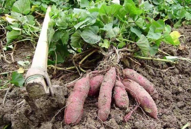 红薯藤肥大是什么原因造成的,红薯藤长得太长怎么办图3