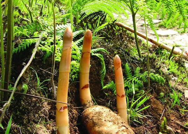 天麻丹参巧祛头痛头晕