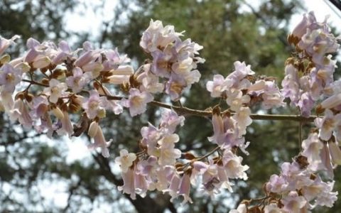 梧桐花有什么养生作用和功效(梧桐花的功效有哪些作用)