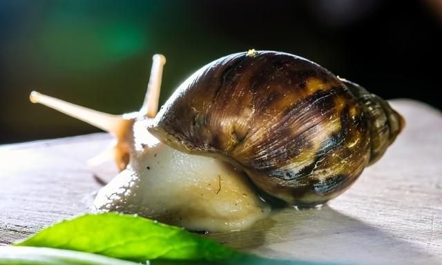 白玉蜗牛：从庄稼害虫到餐桌美食的惊人转型