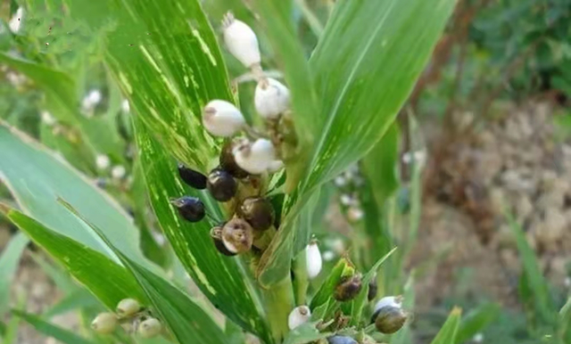 【药师说药】小薏米，大能量！阴雨天，祛湿好物薏米应该怎么吃？