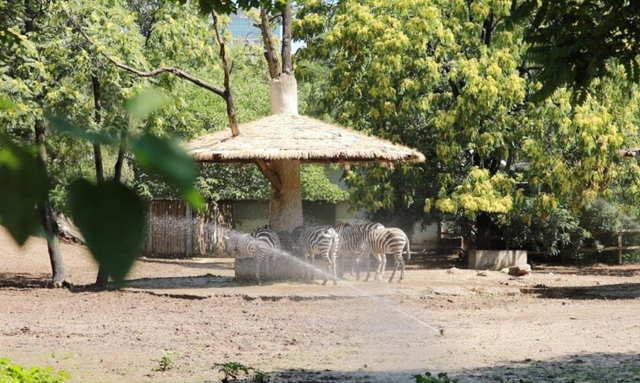 啃西瓜、抱冰块、洗泥浴……来看入伏后动物们的清凉生活