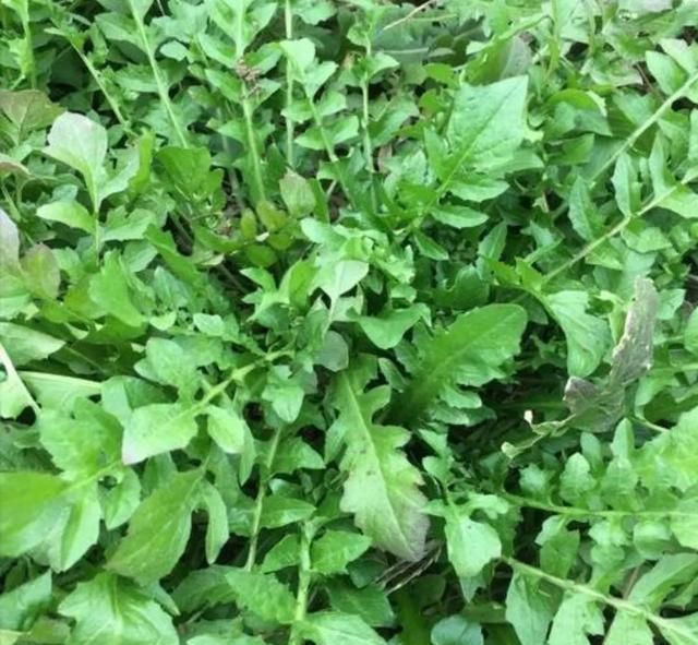 盘点好吃又有营养的野菜