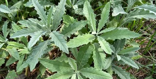 盘点好吃又有营养的野菜