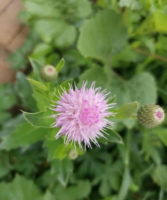 盘点好吃又有营养的野菜