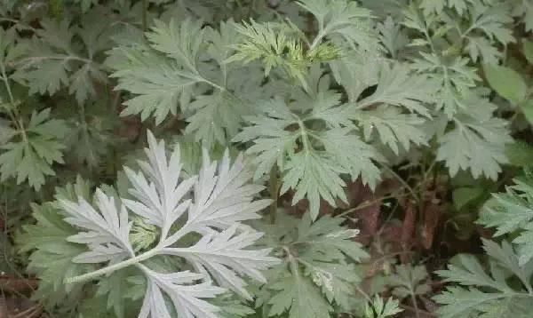 盘点好吃又有营养的野菜