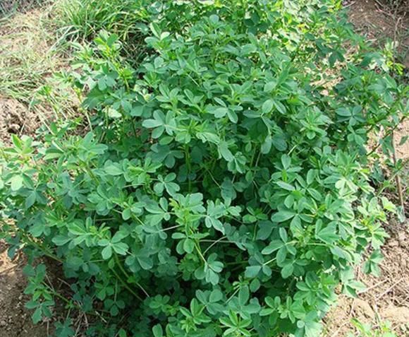 盘点好吃又有营养的野菜