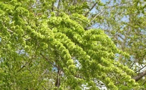 盘点好吃又有营养的野菜