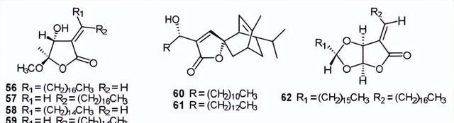 黄心树的化学成分及其生物活性研究