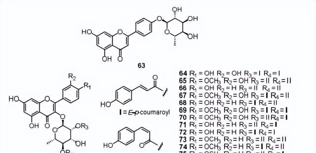 黄心树的化学成分及其生物活性研究