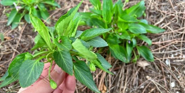 紫花地丁全身是宝，比槐花香甜比荠菜营养，农村遍地是包饺子真香