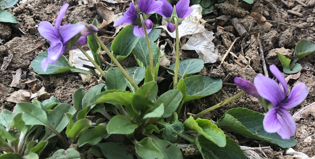 紫花地丁全身是宝，比槐花香甜比荠菜营养，农村遍地是包饺子真香