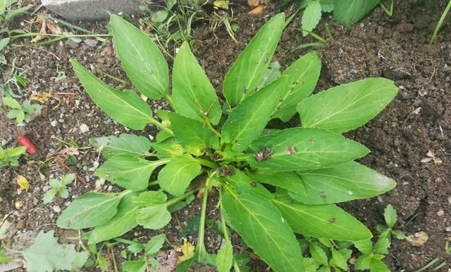 紫花地丁全身是宝，比槐花香甜比荠菜营养，农村遍地是包饺子真香