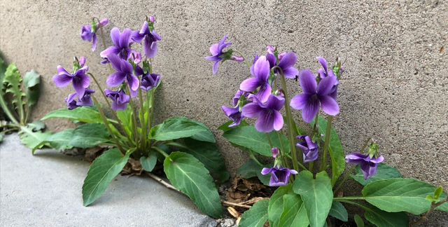 紫花地丁全身是宝，比槐花香甜比荠菜营养，农村遍地是包饺子真香