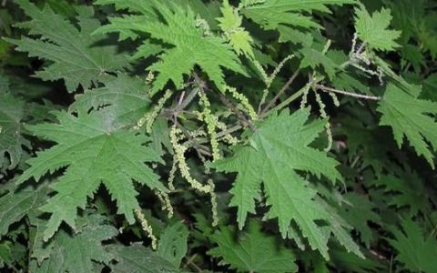 农村常见的荨麻有什么利用价值呢