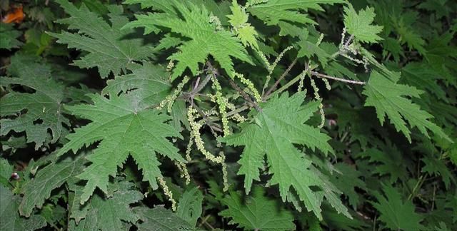 农村常见的荨麻有什么利用价值呢？