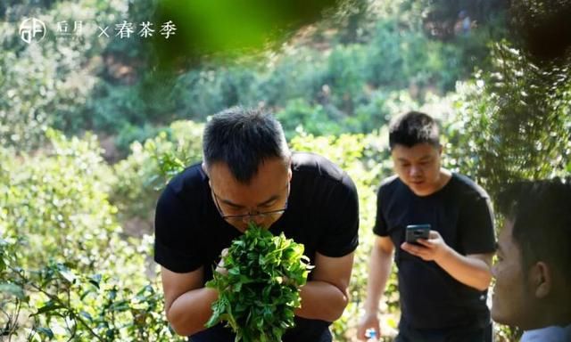 春茶哪个时节的比较好吃图1