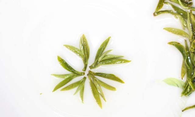 春茶哪个时节的比较好吃图4