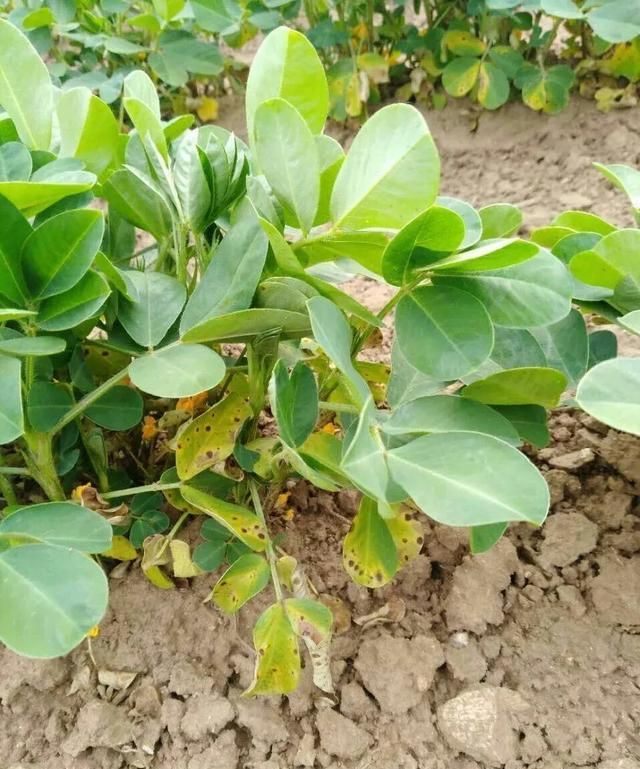 花生有蚜虫怎么办图1