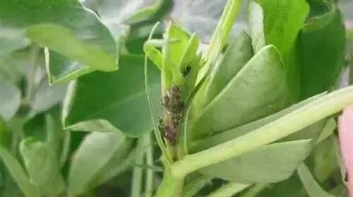 花生有蚜虫怎么办图3