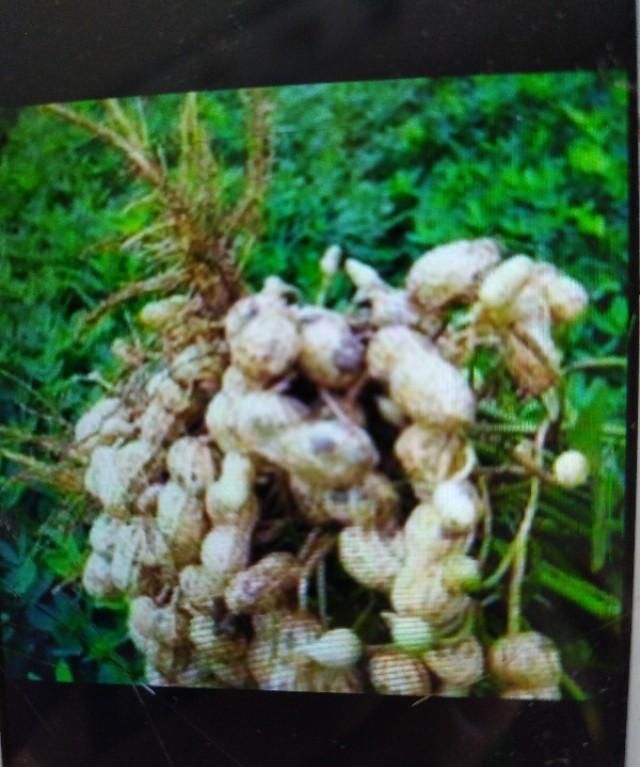 花生有蚜虫怎么办图10