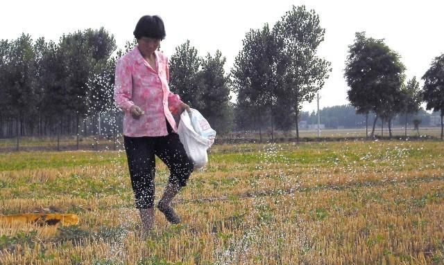 尿素的“黄金组合”，加上它，节本增效，使用3天内快速转绿