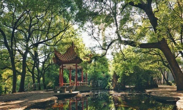 看似普通的香樟树，其实用途超多