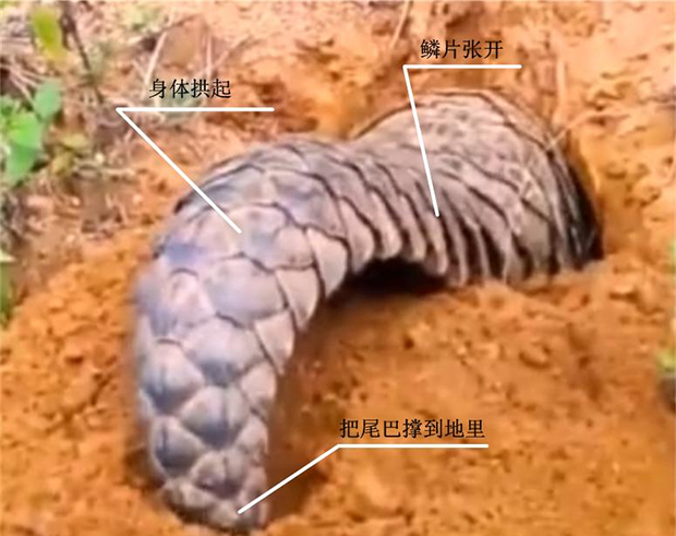 穿山甲的甲到底有什么用？看鳞甲目动物鳞甲的妙用