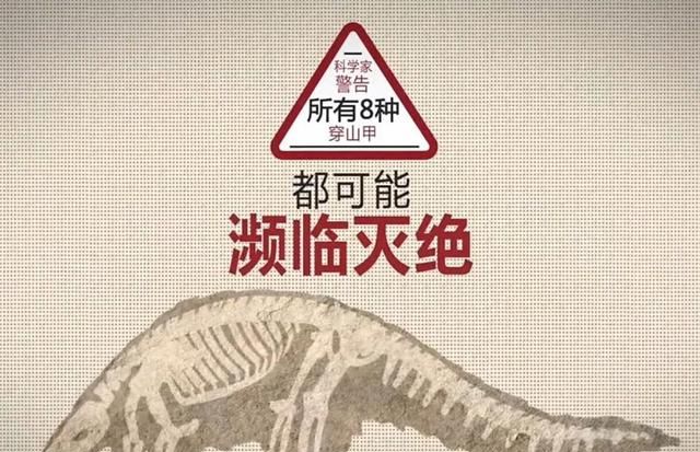 穿山甲的甲到底有什么用？看鳞甲目动物鳞甲的妙用