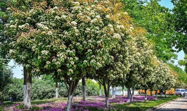 这种花“臭”上热搜，不好闻为啥还要种？