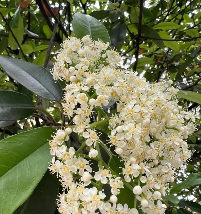 这种花“臭”上热搜，不好闻为啥还要种？