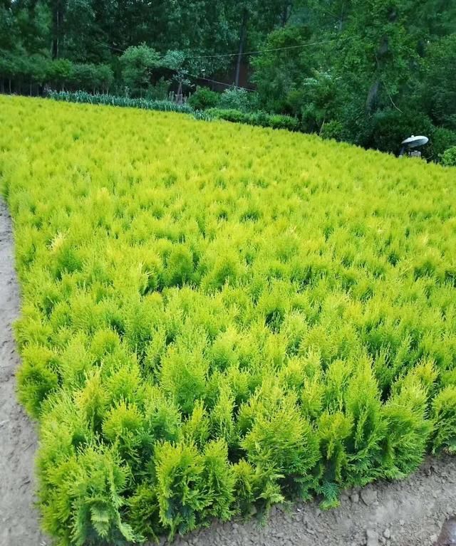 龙柏用什么土栽最好,龙柏什么时间栽种比较好图4