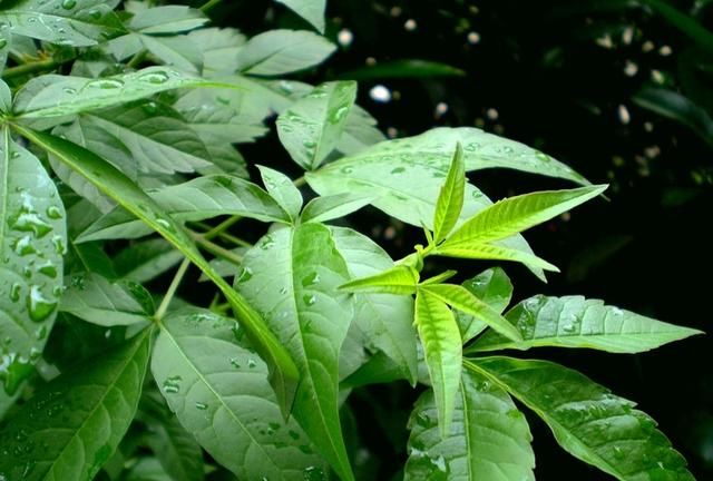 负荆请罪的荆条你认识吗？在农村大有用处，还是包粽子重要原料！