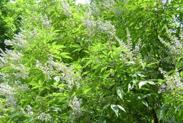 负荆请罪的荆条你认识吗？在农村大有用处，还是包粽子重要原料！