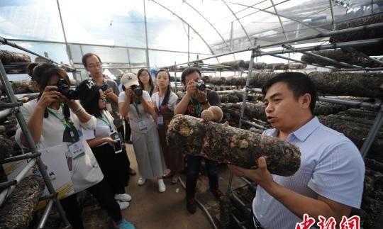 山西万荣苹果树枝种香菇 慈禧钦点贡品百人同食