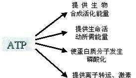 「健身要知道的事儿」肌酸应该怎么吃？