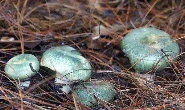 清头菌怎么吃效果好(青头菌需要煮几分钟可以吃)图2