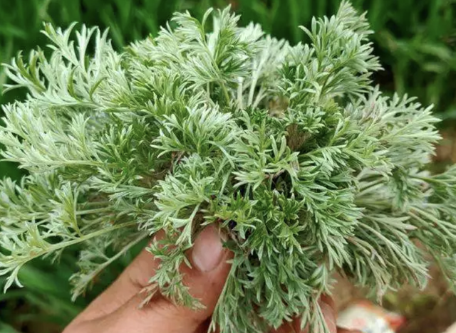 嫩芽卖得比肉贵，人称黄金菜，特别罕见，麦田里看到它，拿袋子装