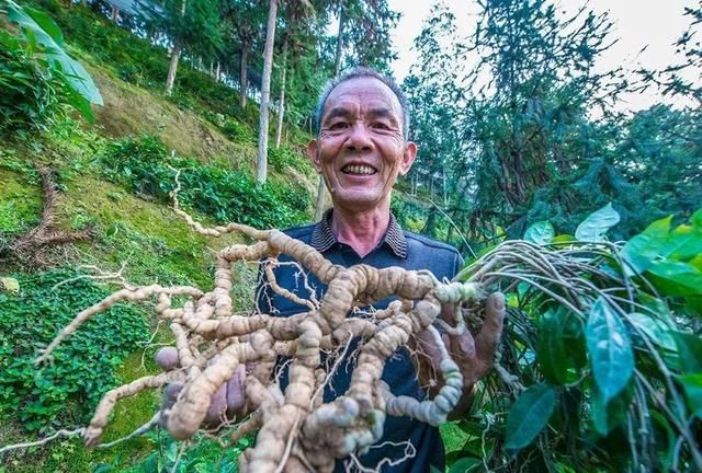 冬吃根，赛人参，这些营养丰富的蔬菜根，厨娘的你，值得看看