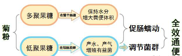 康福亿健康小知识：菊粉是什么，功效与作用如何