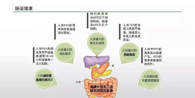 康福亿健康小知识：菊粉是什么，功效与作用如何