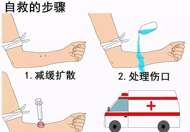 识得八角莲可与蛇共眠是什么意思图10