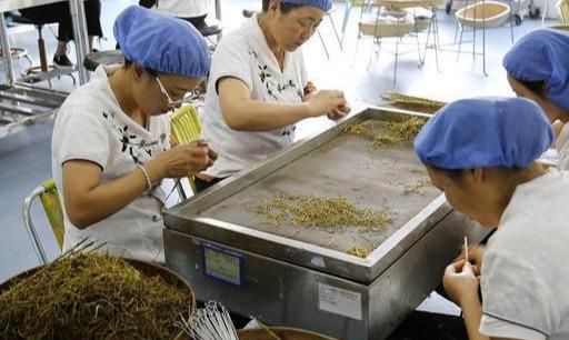 巧用石斛防病毒！这几种养生饮品，清肝、养胃、强免疫