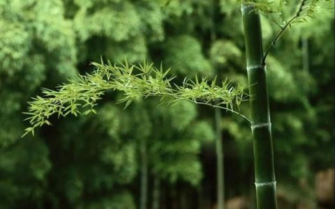 竹子和水稻杂交成竹稻是真的吗(我国首创竹稻杂交)